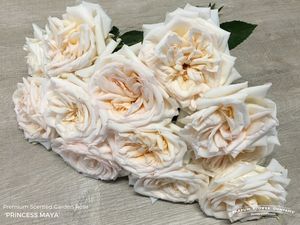 ROSE PRINCESS MAYA 40